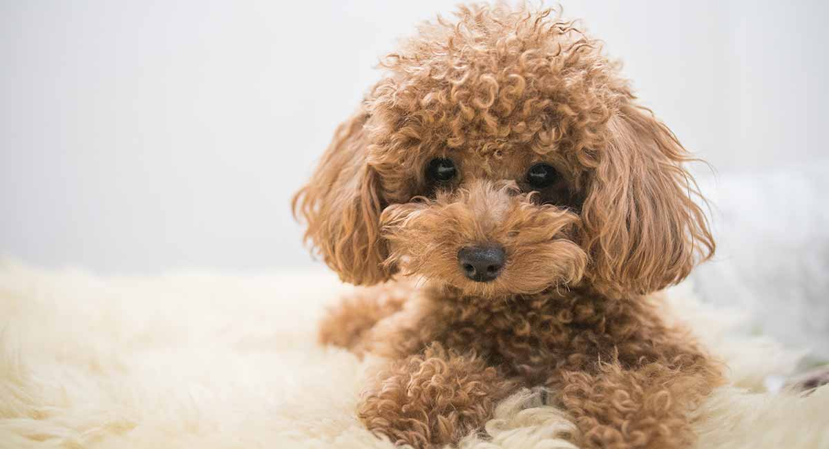 Toy poodle hot sale accessories